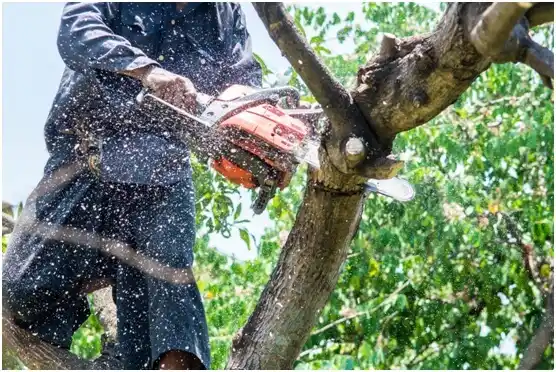 tree services Idylwood